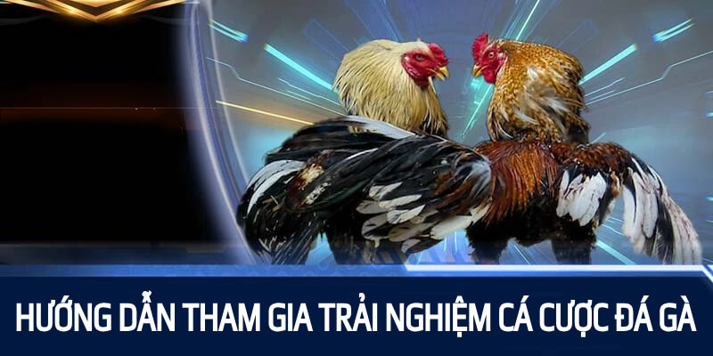 Hướng dẫn quy trình tham gia giải trí tại chuyên mục đá gà S666 