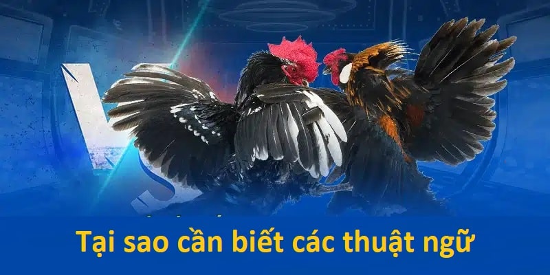 Những lý do giải thích cho tầm quan trọng của thuật ngữ